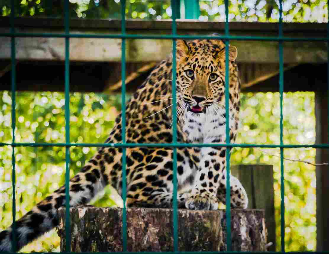 Photo by Tina Nord: https://www.pexels.com/photo/photo-of-leopard-inside-the-cage-811486/